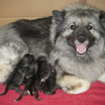 Olympias litter, day 1