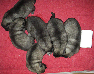 Olympias litter, day 12