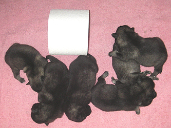 Olympias litter, day 3